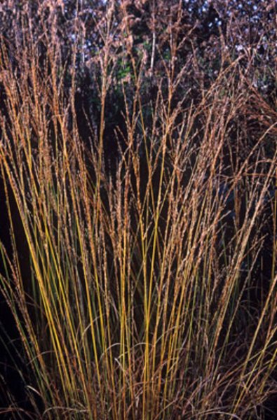 Molinia caerulea 'Edith Dudszuz' Siniheinä